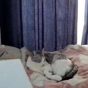 ヒメ日記 2025/01/14 00:31 投稿 ニャオハ Cawaiiハイ！スクールリターンズ