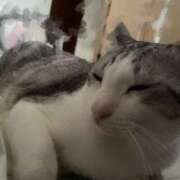 ヒメ日記 2025/03/18 00:34 投稿 ニャオハ Cawaiiハイ！スクールリターンズ