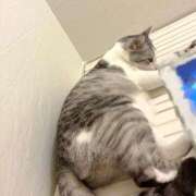 ヒメ日記 2025/03/31 01:07 投稿 ニャオハ Cawaiiハイ！スクールリターンズ