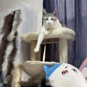 ヒメ日記 2025/04/19 01:19 投稿 ニャオハ Cawaiiハイ！スクールリターンズ