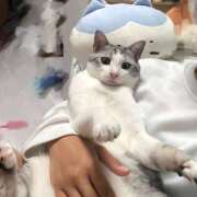 ヒメ日記 2025/04/29 00:43 投稿 ニャオハ Cawaiiハイ！スクールリターンズ