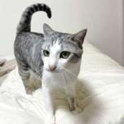 ヒメ日記 2025/06/16 00:26 投稿 ニャオハ Cawaiiハイ！スクールリターンズ