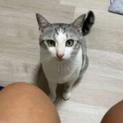 ヒメ日記 2025/07/08 20:04 投稿 ニャオハ Cawaiiハイ！スクールリターンズ