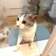 ヒメ日記 2025/07/18 01:05 投稿 ニャオハ Cawaiiハイ！スクールリターンズ