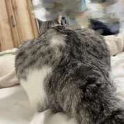 ヒメ日記 2025/07/19 00:32 投稿 ニャオハ Cawaiiハイ！スクールリターンズ