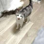 ヒメ日記 2025/07/23 00:42 投稿 ニャオハ Cawaiiハイ！スクールリターンズ