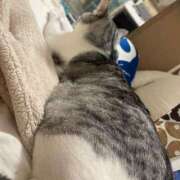 ヒメ日記 2025/09/10 19:25 投稿 ニャオハ Cawaiiハイ！スクールリターンズ