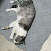 ヒメ日記 2025/09/12 01:59 投稿 ニャオハ Cawaiiハイ！スクールリターンズ