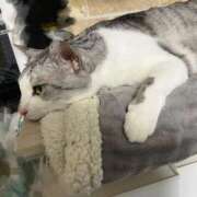 ヒメ日記 2025/10/15 16:26 投稿 ニャオハ Cawaiiハイ！スクールリターンズ