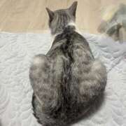 ヒメ日記 2025/10/17 01:51 投稿 ニャオハ Cawaiiハイ！スクールリターンズ