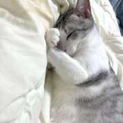 ヒメ日記 2025/11/09 19:20 投稿 ニャオハ Cawaiiハイ！スクールリターンズ