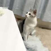 ヒメ日記 2025/11/11 00:42 投稿 ニャオハ Cawaiiハイ！スクールリターンズ