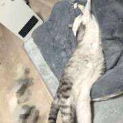 ヒメ日記 2025/11/15 00:38 投稿 ニャオハ Cawaiiハイ！スクールリターンズ