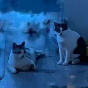 ヒメ日記 2025/12/01 00:20 投稿 ニャオハ Cawaiiハイ！スクールリターンズ