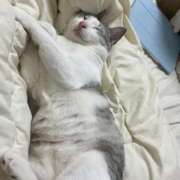 ヒメ日記 2025/12/15 01:16 投稿 ニャオハ Cawaiiハイ！スクールリターンズ