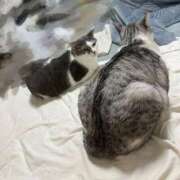 ヒメ日記 2026/03/11 23:05 投稿 ニャオハ Cawaiiハイ！スクールリターンズ