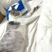 ヒメ日記 2026/03/31 10:39 投稿 ニャオハ Cawaiiハイ！スクールリターンズ