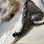 ヒメ日記 2026/10/09 00:49 投稿 ニャオハ Cawaiiハイ！スクールリターンズ