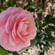 ヒメ日記 2025/03/28 19:17 投稿 かしす 熟女の風俗最終章 本厚木店