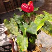 ヒメ日記 2025/04/23 19:07 投稿 かしす 熟女の風俗最終章 本厚木店