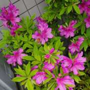 ヒメ日記 2025/04/24 15:08 投稿 かしす 熟女の風俗最終章 本厚木店