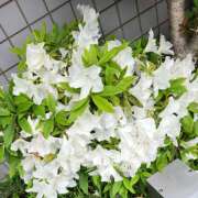 ヒメ日記 2025/04/24 15:22 投稿 かしす 熟女の風俗最終章 本厚木店