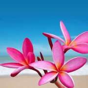 ヒメ日記 2025/08/19 14:44 投稿 かしす 熟女の風俗最終章 本厚木店