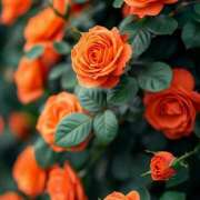 ヒメ日記 2025/09/17 14:28 投稿 かしす 熟女の風俗最終章 本厚木店