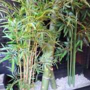 かしす Tさんへ、お礼のメールです♪ 熟女の風俗最終章 本厚木店