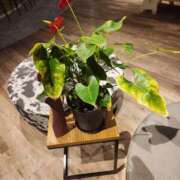 ヒメ日記 2026/04/23 14:41 投稿 かしす 熟女の風俗最終章 本厚木店