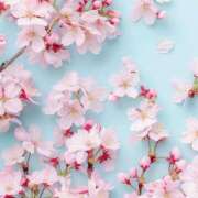 ヒメ日記 2025/04/02 12:45 投稿 るり マドンナ浜松町