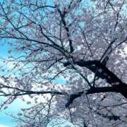 ヒメ日記 2025/04/14 11:11 投稿 るり マドンナ浜松町