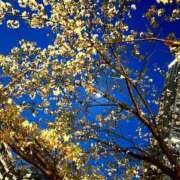 ヒメ日記 2025/04/13 17:51 投稿 かなた CECIL