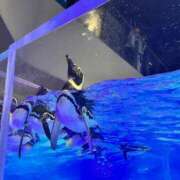 ヒメ日記 2025/07/24 23:18 投稿 かなた CECIL