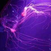 ヒメ日記 2025/08/01 17:28 投稿 かなた CECIL