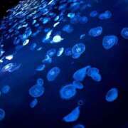 ヒメ日記 2025/08/14 16:24 投稿 かなた CECIL