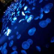 ヒメ日記 2025/08/30 04:55 投稿 かなた CECIL