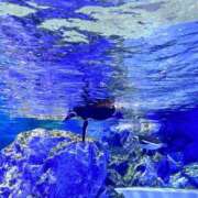 ヒメ日記 2025/09/03 05:33 投稿 かなた CECIL