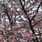 ヒメ日記 2025/03/19 13:24 投稿 かすみ 完熟ばなな神戸・三宮店