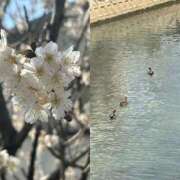 ヒメ日記 2025/03/21 17:46 投稿 かすみ 完熟ばなな神戸・三宮店