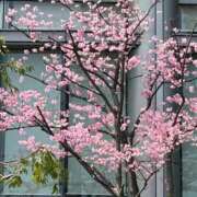 ヒメ日記 2025/03/28 10:48 投稿 かすみ 完熟ばなな神戸・三宮店