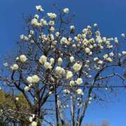 ヒメ日記 2026/03/16 15:55 投稿 かすみ 完熟ばなな神戸・三宮店
