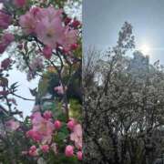 ヒメ日記 2026/03/30 13:22 投稿 かすみ 完熟ばなな神戸・三宮店