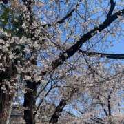 ヒメ日記 2025/04/12 12:58 投稿 こころ クラブリリー