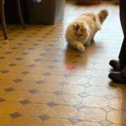 ヒメ日記 2025/05/13 11:54 投稿 ひなた チューリップ福井別館