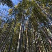 ヒメ日記 2025/01/02 09:05 投稿 ももせ 熟女家 十三店