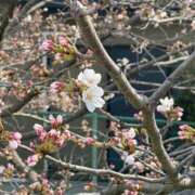 ヒメ日記 2025/03/30 07:35 投稿 ももせ 熟女家 十三店