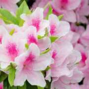 ヒメ日記 2025/04/29 07:31 投稿 ももせ 熟女家 十三店