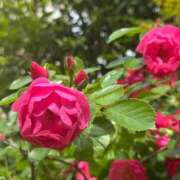 ヒメ日記 2025/05/11 07:30 投稿 ももせ 熟女家 十三店