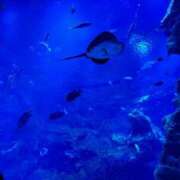 ヒメ日記 2025/06/01 20:48 投稿 ももせ 熟女家 十三店